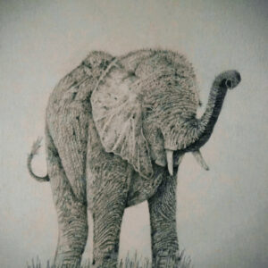 Wildlife/animals